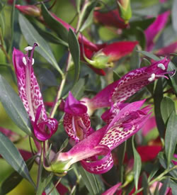 Eremophila maculata Ausplant Nursery